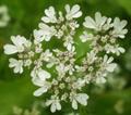 parsley